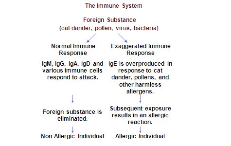 Allergy Treatment in Kochi