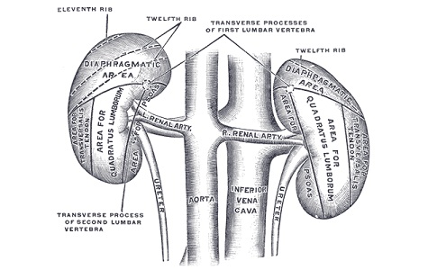 Kidney Disease Treatment In Nagpur