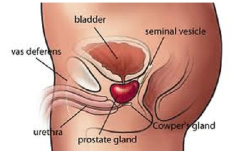 Prostate Problems Treatment in Zurich