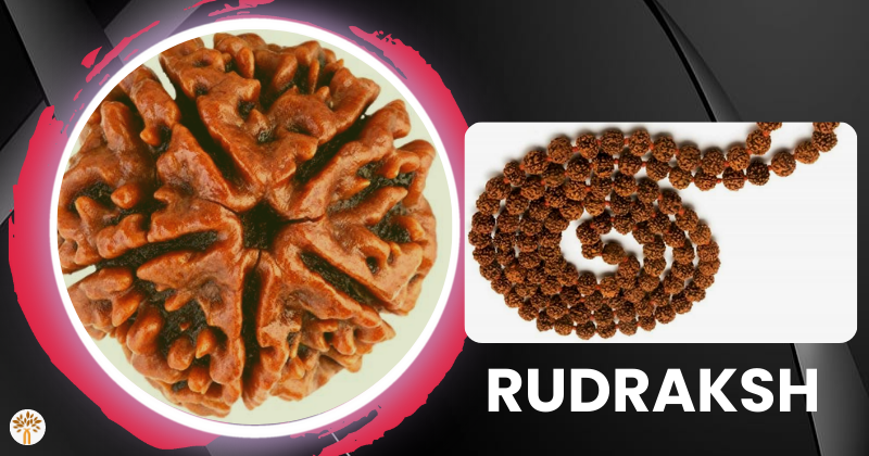 Rudraksha Therapy Consultation in Rajkot