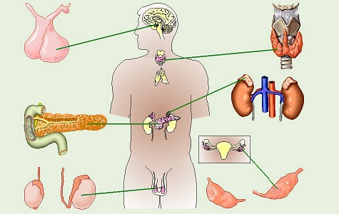Hypo Hyper Thyroid Treatment in Surat
